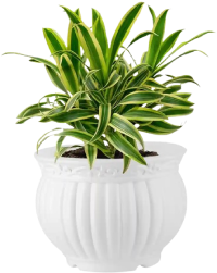 2 kanha matki 05 inch set of 2 garden s need original imagkv8g2f642btt removebg preview طراحی سایت گل فروشی