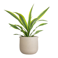 Dracaena fragrans Lemon Lime Head 17x50cm Aurora Terrazzo Handle Plant Pot Oat 22x21cm 549c5d2b cdf7 4941 993e bbe6bbe1eaf9 1600x removebg preview طراحی سایت گل فروشی